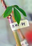 Cassava-Grafting