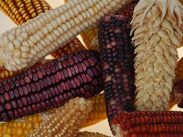 Maize-ears