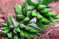 Bananas