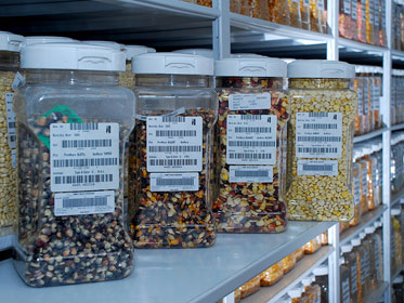 maize-seeds