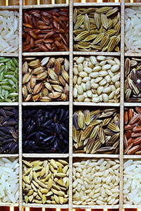 rice-types