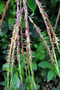 wild_rice