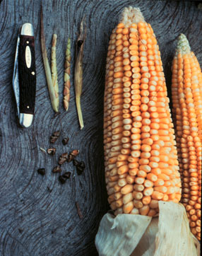 Ears-of-teosinte