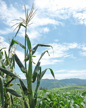 Maize plant