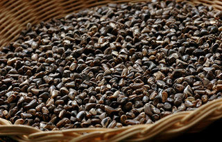 Seed-of-teosinte