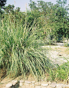 Teosinte plant (inside dotted rectangle)