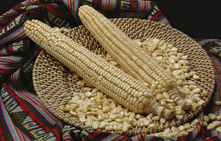 landrace-maize