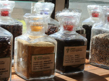 B4FA photo: seed collection at AVRC in Arusha, Tanzania