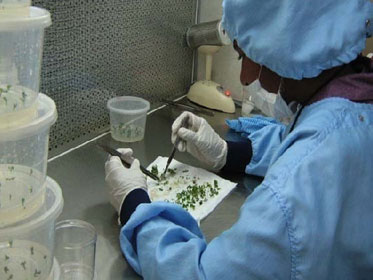 Evaluation of crop collections- genebank procedures