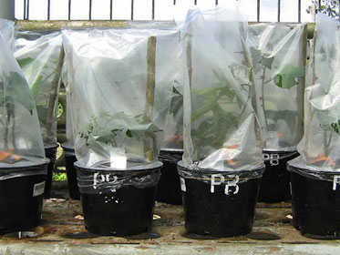 Evaluation of sweet potato crop collection