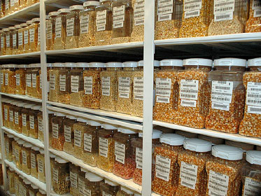 Maize seed samples, CIMMYT germplasm bankShelves filled with maize seed samples make up the maize active collection in the Wellhausen-Anderson Plant Genetic Resources Center.. Read More
