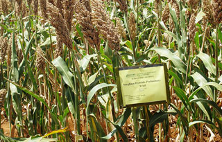 Hybrid sorghum's great potential for AfricaGrain yields of sorghum could increase by 25% or more if hybrid seed systems could be implemented in Africa. The HOPE project is exploring this possibility.