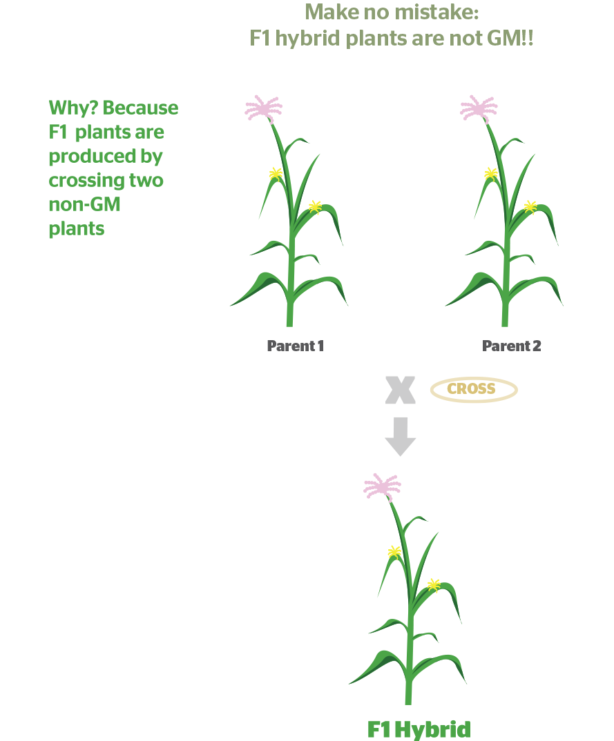 F1-hybrid-plants-are-not-GM copy