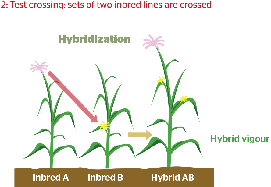 hybridization