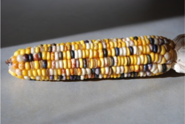 maize-corn