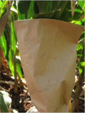 maize-protected-by-bag