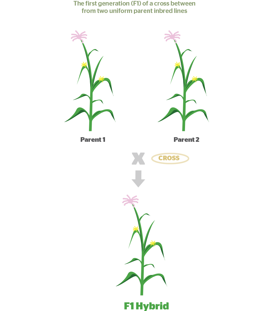 what-is-a-maize-f1-hybrid