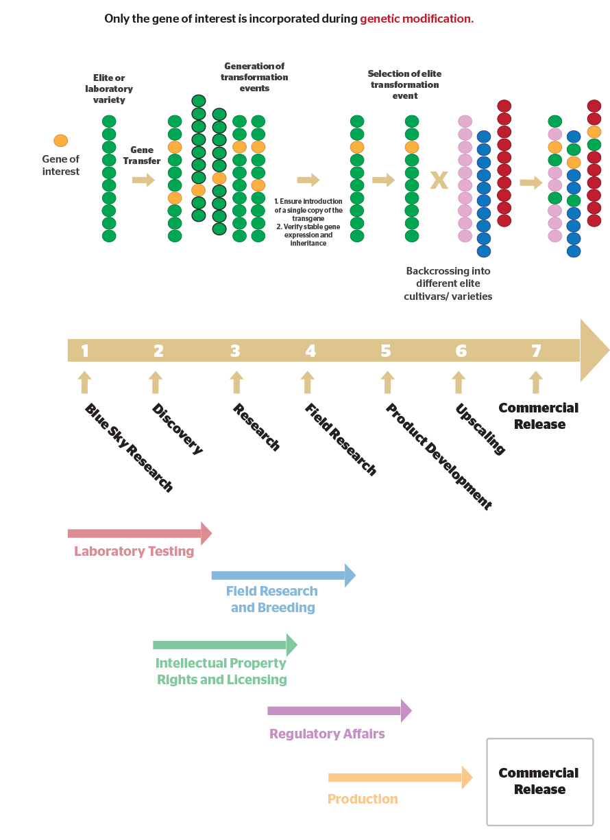 Genetic-modification-for-plant-breeding
