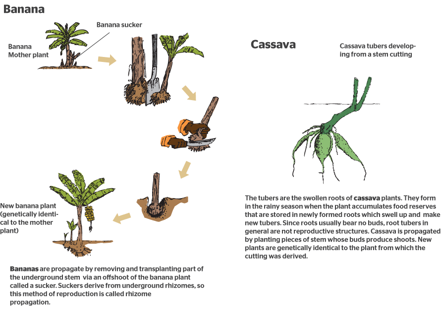 How-do-plants-reproduce-sexually