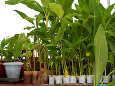 Plant genetics & crop breeding